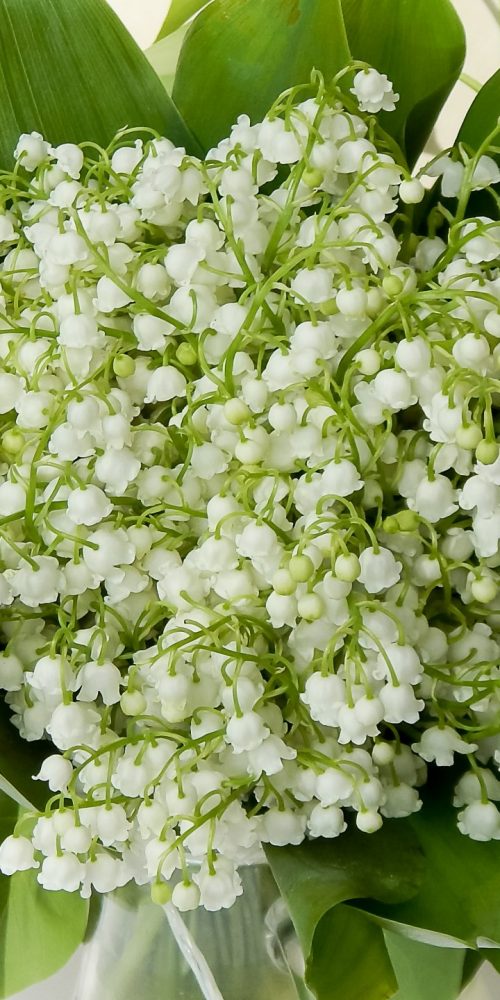 bouquet of white lilies of the valley with green leaves on&nbsp;a&nbsp;whi