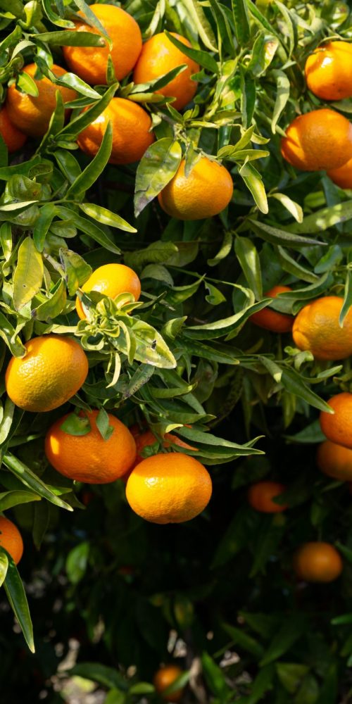 Ripe juicy tangerines on&nbsp;tree at&nbsp;plantation
