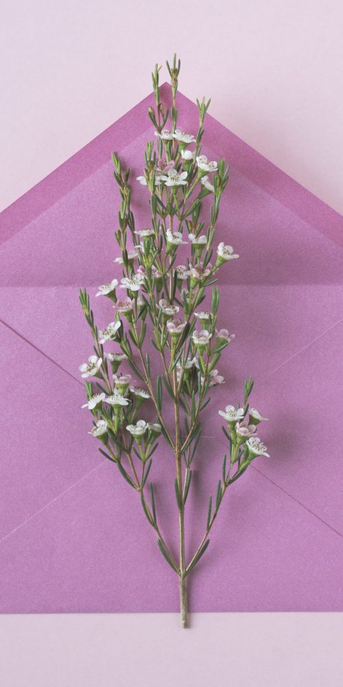 top view closeup of white delicate flowers in&nbsp;bloom on&nbsp;an open vintage pink paper envelope on&nbsp;beige background